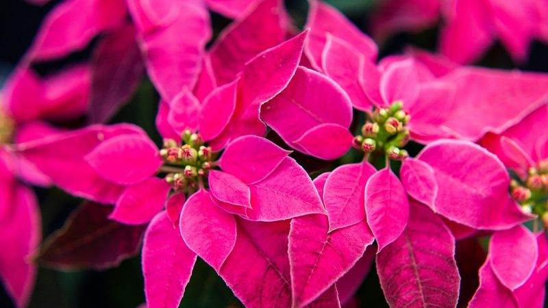 До какого возраста получают подарки